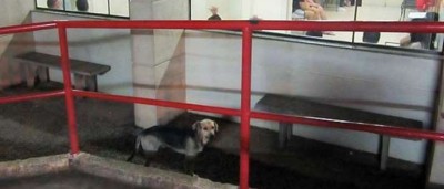 Há três semanas cão espera pelo dono à porta do hospital