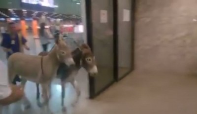Jumentos que invadiram aeroporto de Fortaleza são capturados pela polícia
