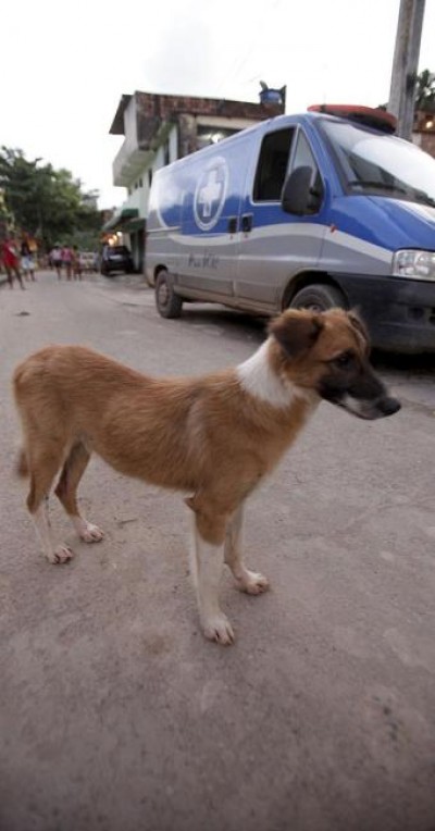 O cãozinho acompanhou, com o olhar, a remoção do corpo (Adilton Vegeneroles | Ag. A TARDE | 30.07.2015)