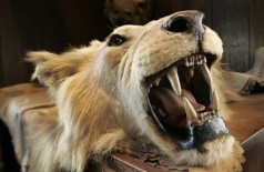 Cabeça de leão do leste africano doada para A Explorers Club pelo ex-presidente norte-americano e caçador Theo... (AP)