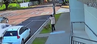 Imagens flagram ataque de pit bull a poodle que passeava com criança (assista)