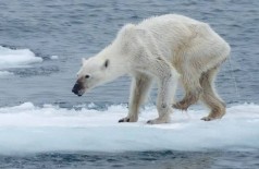 Fotógrafo choca internautas com registro de ursa polar raquítica: ‘Mudança climática’