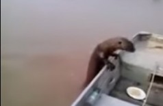 No Pantanal, ariranha invade barco e come peixes de pescador (assista ao vídeo)