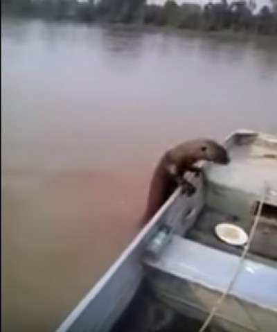 No Pantanal, ariranha invade barco e come peixes de pescador (assista ao vídeo)