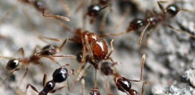 Estudo revela formigas ociosas e contesta fábula de