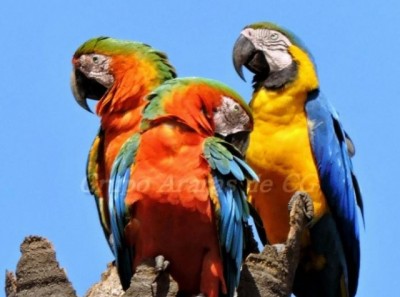 Cruzamento de Canindé com Vermelha cria a arara híbrida e 