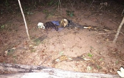 Ossada foi encontrada por dois biólogos da Petrobrás (TL Notícias)