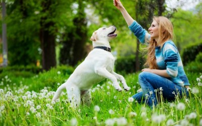 Terapia assistida por cães ajuda crianças com transtornos como esquizofrenia, déficit de atenção, depressão, t... (Getty Images)