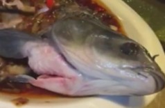 Vídeo mostra 'peixe zumbi' se contorcendo em prato na China