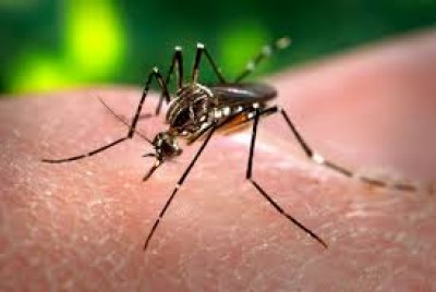 Mutirões vem sendo realizados em todo o Estado para combater a dengue. ((Foto:Arquivo/Campo Grande News))