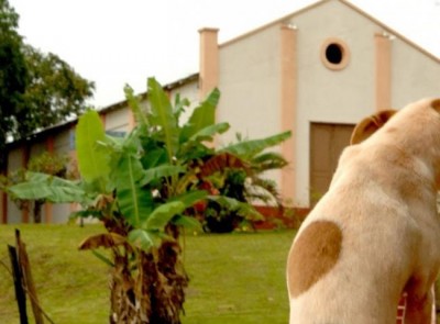 Cachorros de igreja são envenenados por bandidos que arrombaram paróquia