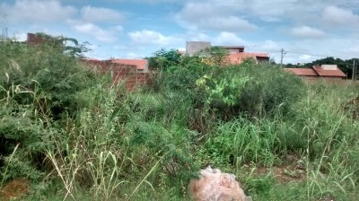 Terreno abandonado no Parque dos Coqueiros é tomado por mato e lixo