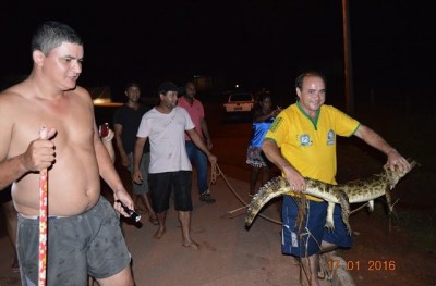 Para evitar que o jacaré fosse atropelado, moradores se uniram para capturá-lo (Isah Souza)