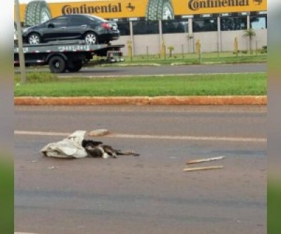 Cachorro abandonado em rodovia morreu atropelado ((Foto: Facebook Irmandade das Patinhas))