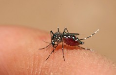 Segundo o CCZ, terreno está em condições de proliferação do mosquito que transmite dengue e zika vírus (Divulgação)