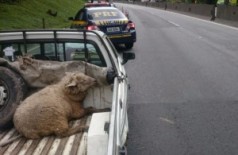 Com ovelha na caçamba, homem foge pela contramão, atropela mulher e bate carro roubado