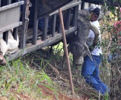 Carreta boiadeira tomba, mata animais e causa prejuízo de R$ 100 mil
