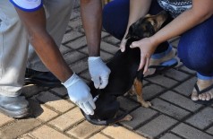 Vacinação de cães e gatos continua essa semana no Jardim Água Boa, Vila Adelina e Aldeia Jaguapiru (A Frota)