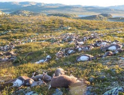 Raio mata mais de 300 renas na Noruega