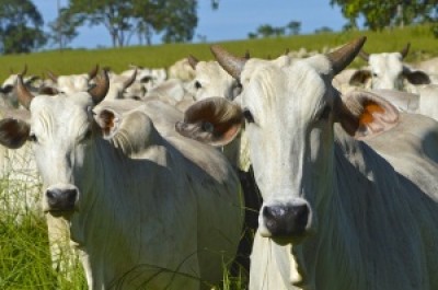 Estado é o segundo que mais abate cabeças de gado. ((Foto: Divulgação))