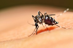 Dourados registra 3.661 casos de dengue em nove meses