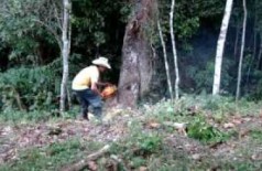 Cortador de árvore morre ao ser atingido por tronco de eucalipto