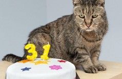 Gato mais velho do mundo acaba de fazer 31 anos e ganhou até um bolo