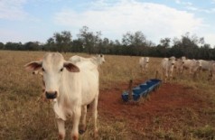 Seca contribuiu na falta de bovinos para abate, em setembro. ((Foto: Renata Volpe Haddad))
