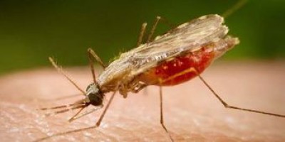 Mortes por malária caem 30% em cinco anos: 2015 ainda registrou 429 mil