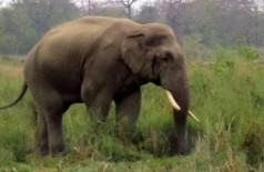 Elefante selvagem mata turista no Nepal