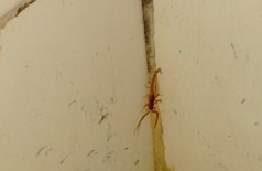 Mulher encontra escorpiões dentro de quarto de hospital em Dourados