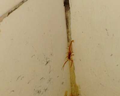 Mulher encontra escorpiões dentro de quarto de hospital em Dourados