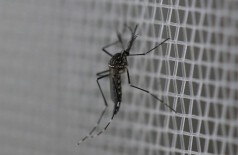 Dourados teve mais de 3,6 mil casos de dengue confirmados em 2016