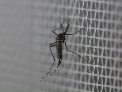 Dourados teve mais de 3,6 mil casos de dengue confirmados em 2016