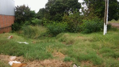 Moradores reclamam de matagal, lixo e mosquitos em terreno abandonado