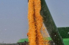 Renda agropecuária em Mato Grosso do Sul deve atingir R$ 29,1 bilhões