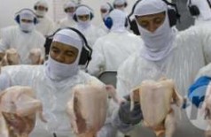 China volta a comprar carne de frango de unidade de Dourados