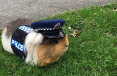 Esse porquinho-da-índia faz sucesso como 'social media' da Polícia na Nova Zelândia (Reprodução/ Redes Sociais... ()