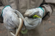 Bombeiros usam alho e destelham casa para achar cobra que fez família ‘fugir’ (Foto: Divulgação/Midiamax) ()