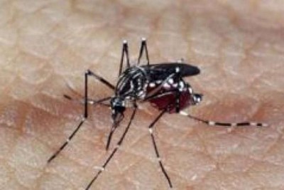 O estudo teve inicio há 10 anos, a partir da constatação de ribeirinhos que relataram a ausência do mosquito t... ()