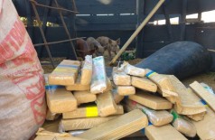 Tabletes de maconha foram encontrados em fundo falso da carroceria de caminhão que transportava porcos (Foto:... ()